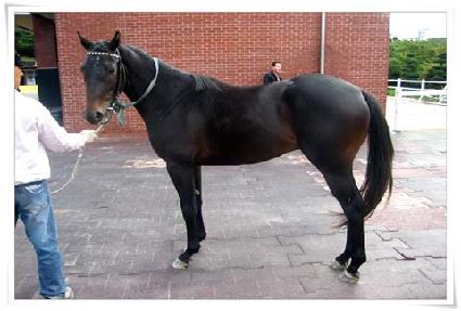 �����̵�� ����