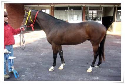 ����ƺ�� ����