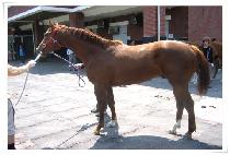 ���̼��� (HIGH SENSE) ����