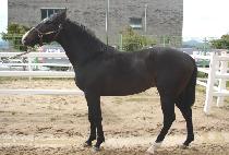 ��������� (GOLDEN PRAIRIE) ����