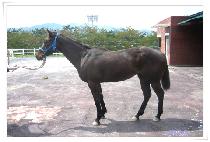 �Ҳɿ��� (BULKKOCHYEOWANG) ����