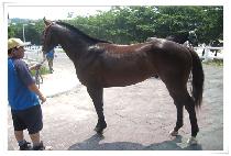 ���ȼҸ� (NAPALSORI) ����