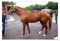 ĳ���м� (CAPITAL SONG) ����