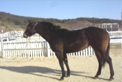 �̽��츮 ����