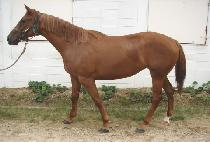 ����Ű�ְ� (KENTUCKY CHOEGANG) ����