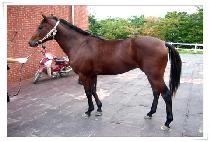 ����Ƽ�� (LIMITED) ����