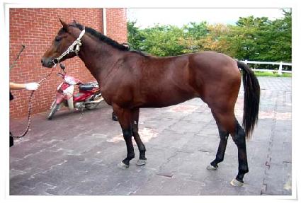 ����Ƽ�� ����