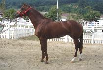 õ��Ȳ�� (CHEONJI HWANGJE) ����