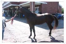 ��ö���� (GANGCHEOLDORYEONG) ����