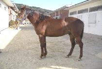 ������ (BANGULSAERAN) ����