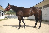 ���ε� (GOINDOL) ����