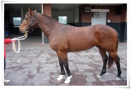 ��ž ����