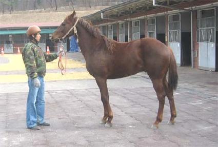 �����ƽ� ����