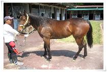 ���ŷ��� (SUGAR LAND) ����