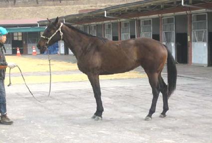 ������� ����