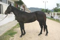 �븮���� (BALLY HUNTER) ����