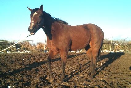 ����Ʈ���꽺 ����