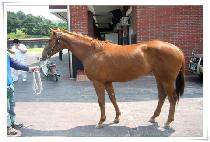 �̽����̵� (MISS JADE) ����