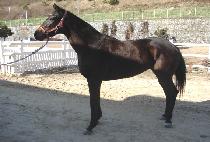 ����� (DAEMYEONGDEUNG) ����