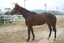 ����Ʈ�� (JUST RUN) ����