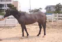 ������� (KWAESOK CHUNHYANG) ����