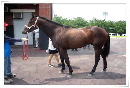 ȣ��ŽŽ ����