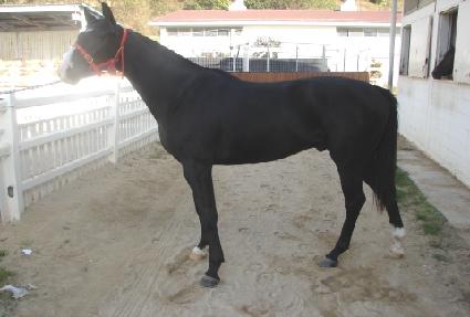 ��ſ�ܺ� ����