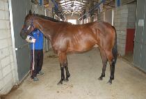 �ݳ��Ͷ� (GEUMNAWARA) ����