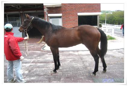 ������ū�� ����