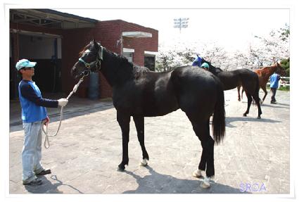 ���ȣ ����