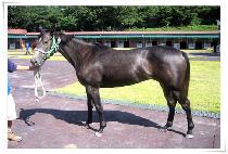 ��Ƽ�� (ACTIVE) ����