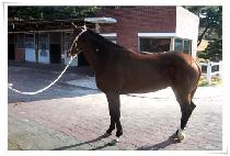 ����� (BAENGNYEONSARANG) ����