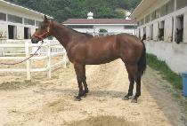 ���Ϸ�Ʈ���� (SILENT VISION) ����