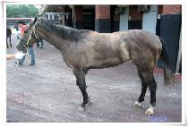 �Ҳɳ��� (BULKKONNALGAE) ����