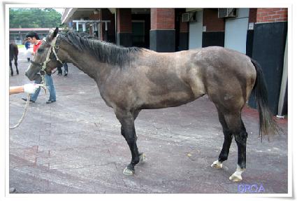 �Ҳɳ��� ����