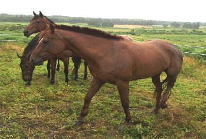 ������� ����