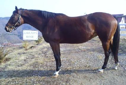 ���̷������ ����