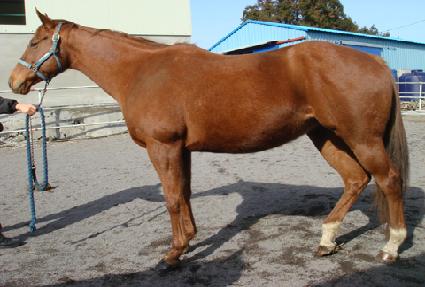 Ĺ�߶� ����