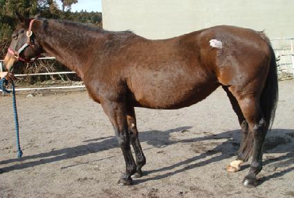 ����Ĺ ����