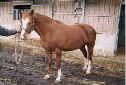 Ʈ�罺���� ����