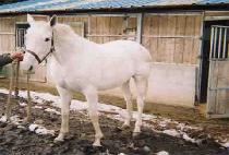 LIL�� BIT OF PUCKER (LIL�� BIT OF PUCKER) ����