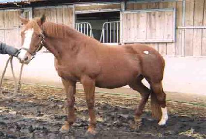 ���緱ä�� ����