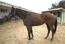 ���� (DANCHO) ����