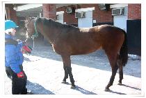 ��ũ�ǽ� (SHARK PEACE) ����