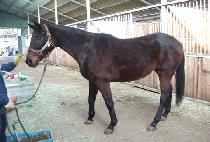 �ǹ����� (SILVER REVIEW) ����