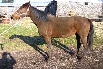 CHARMING ROMAN picture