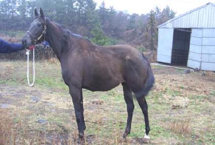 ��ŸũƼī ����