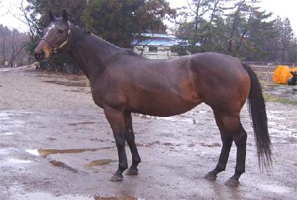 ����Ʋ���� ����