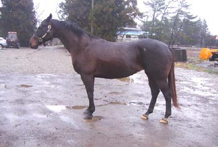 ���³�Ĺ ����