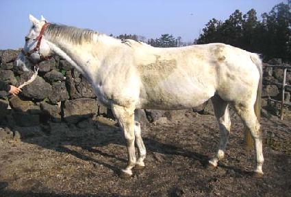 ����ũ�ε� ����